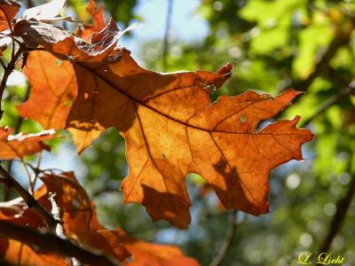 Turning an old leaf 1988.jpg