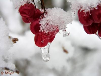 Iced Cranberries 2  4538.jpg