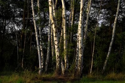 Birch Stand