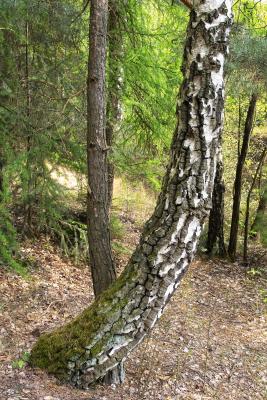 Tango trees