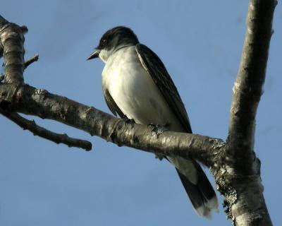 eastern-kingbird-N1616.jpg