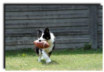 lussy-border_collie_115