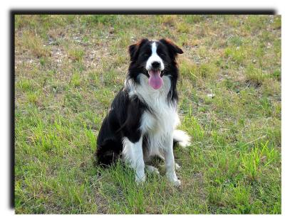 willy_border_collie_96