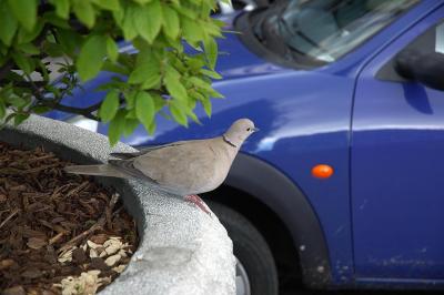 114 pigeons at place Fontainas.jpg