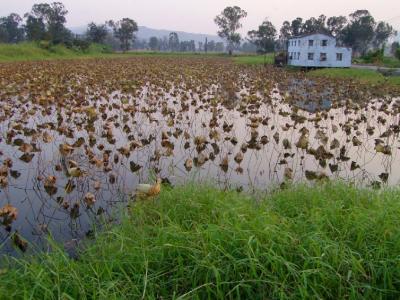 Rural beauty: Nam Sang Wai (1)