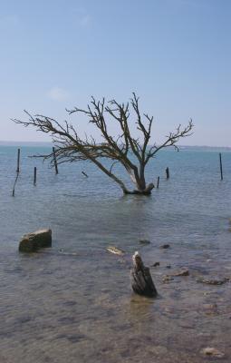 Tree in the Caspian See