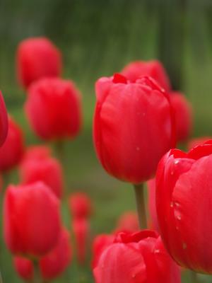 Red Tulips