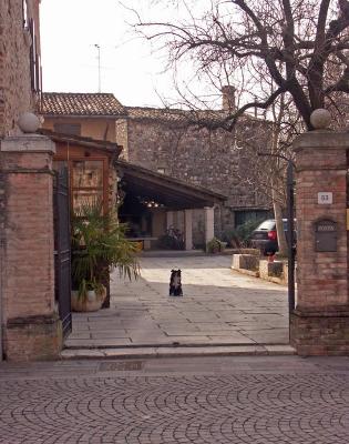 Watch dog in Castellaro
