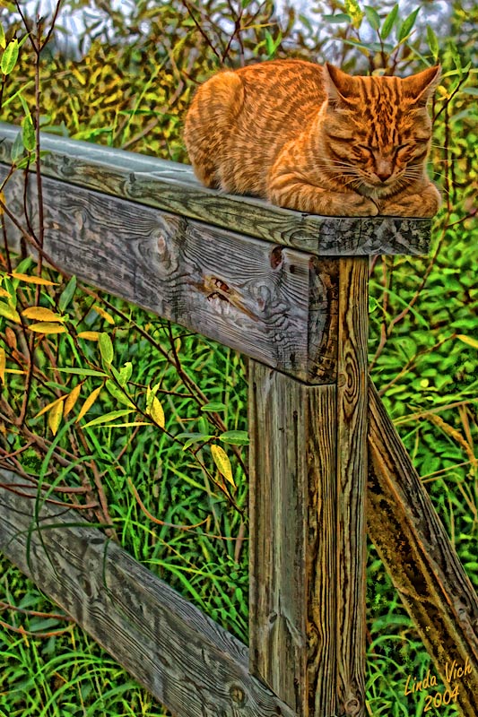 Cat on a Post
