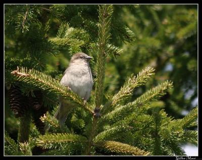 Autres oiseaux