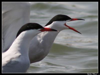 Sterne pierregarin/Common Tern