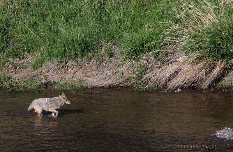 Coyote Yakima Canyon