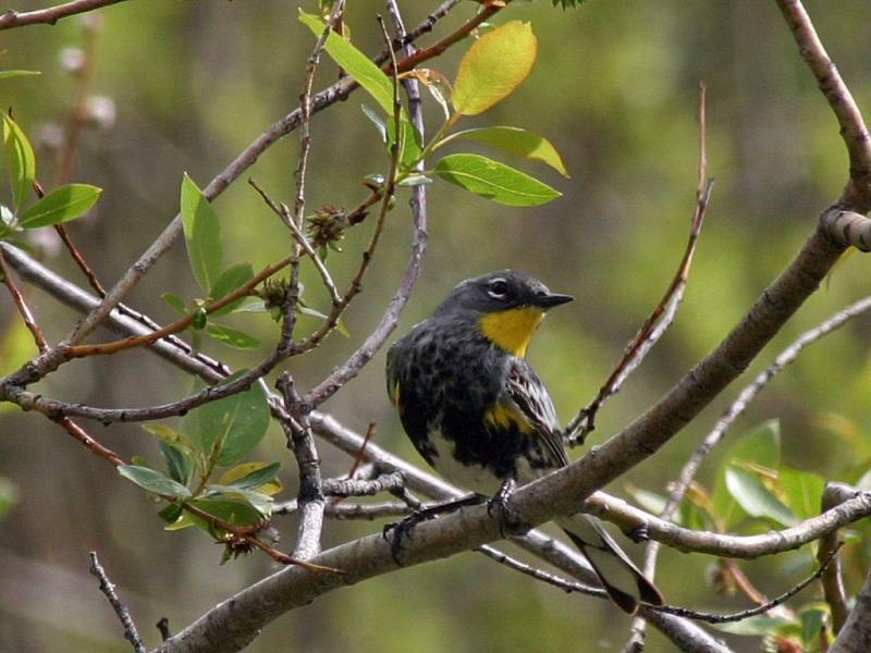 Audubon warbler 2