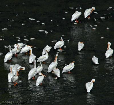 u44/macknight/medium/28550360.white_pelican_flockcrop.jpg
