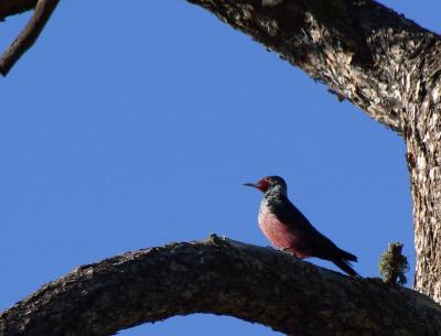 Lewis's woodpecker on alert