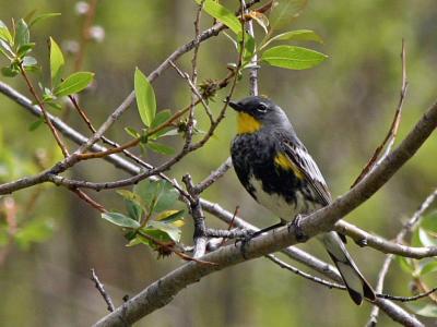 Audubon warbler