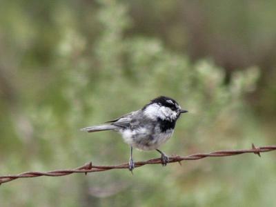 Mountain chickadee