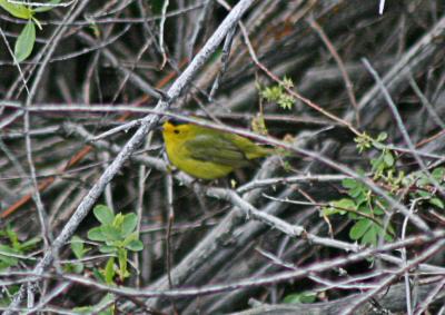 Wilson's warbler (a bit fuzzy, but the best I have so far)