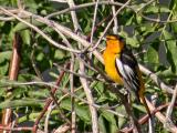 Bullocks oriole