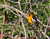 Bullocks oriole