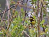 Townsends warbler