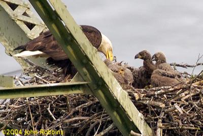 ABE Nestlings Feeding