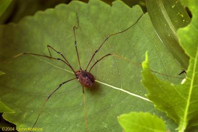 Harvester Spider