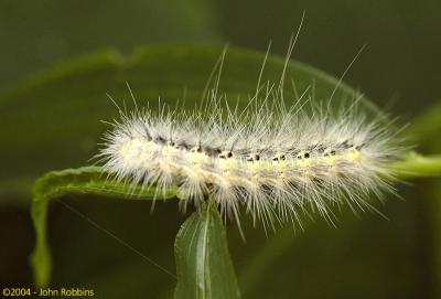 Caterpillar