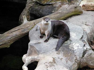 Spotted-neck otter (Lutra maculicollis)