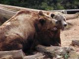 Grizzly bear (<i>Ursus arctos horribilis</i>)