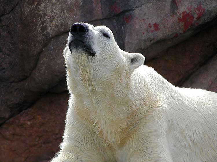 Polar bear