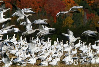 Theyre Coming! Great Snow Geese