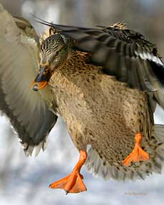 In Your Face - Duck