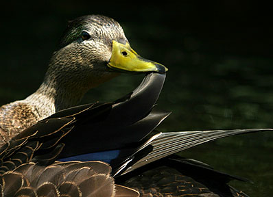 No Feather Neglected - Duck