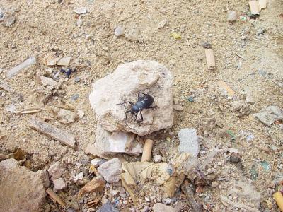 Sousse Medina - Beetle