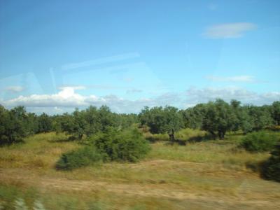 On the way to Kairouan