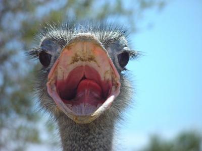 Tame(-ish) Ostrich