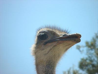 Tame(-ish) Ostrich