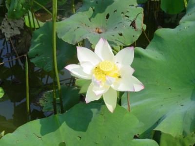 water lily