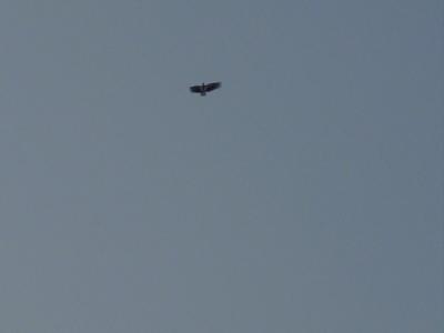 eagle or kite?