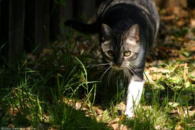 cat stalking outdoors