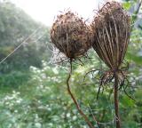 Queen Annes Lace Seedheads
