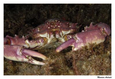 King Crab - Caranguejo