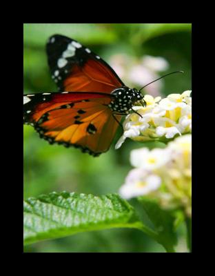  John Hay butterfly garden 2