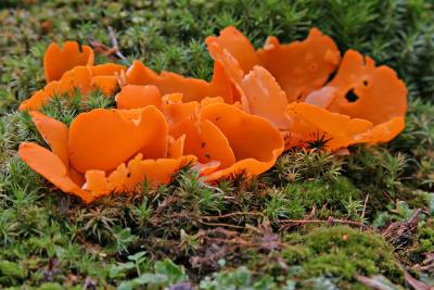 Fungus