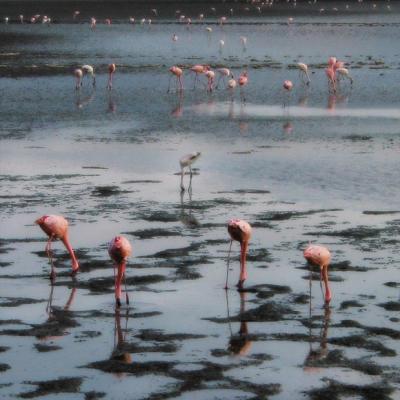 Pink flamingos - Ngorongoro (Tanzania)
