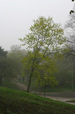 Misty morning in Kronobergsparken 3