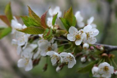 Bloom