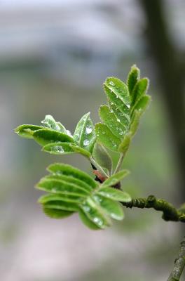 Droplets