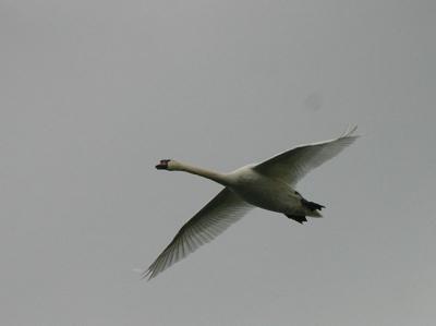 One Swan
